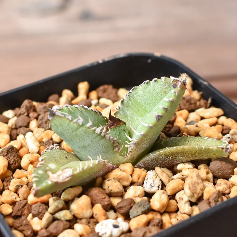 発根済み子株】アガベ チタノタ/オテロイ 皇冠 lize血統 子株 皇冠