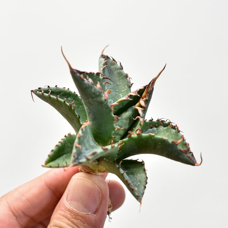 ユタエンシス エボリスピナ×ブラックアンドブルー【カリフォルニア産