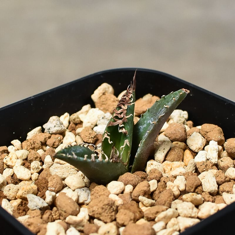 アガベ チタノタ 