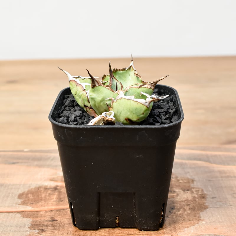 RAFLUM育成株】アガベ チタノタ 