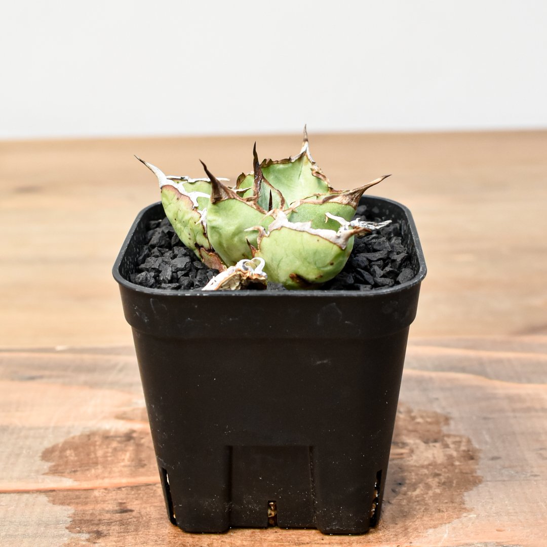 RAFLUM育成株】アガベ チタノタ 