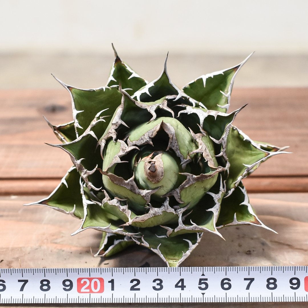 “赤猫”【Dragon Agave 輸入株】 アガベ チタノタ [M02] アガベ チタノタ 