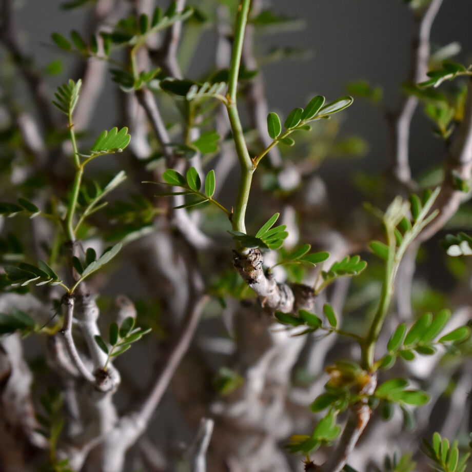 センナ メリディオナリス 大型株【市場価値も高騰中！！盆栽のような