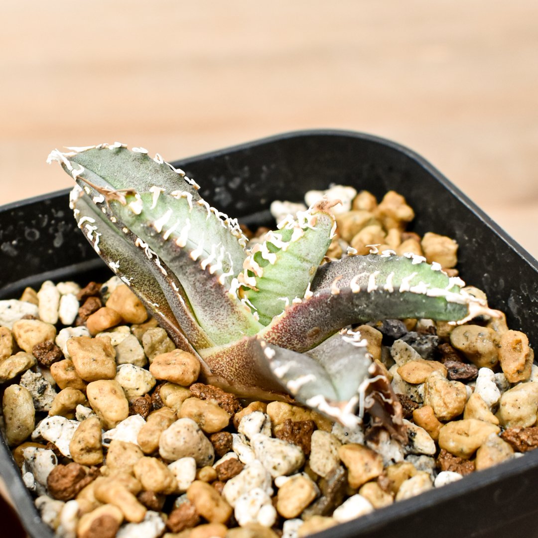 台湾アガベ　berlin産　チタノタ オテロイ WF /悪魔 清櫻 台湾ゴジラ アガベ チタノタ ゴジラ 