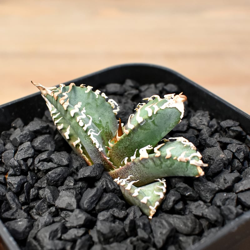 アガベ DENNIS ゴジラ 