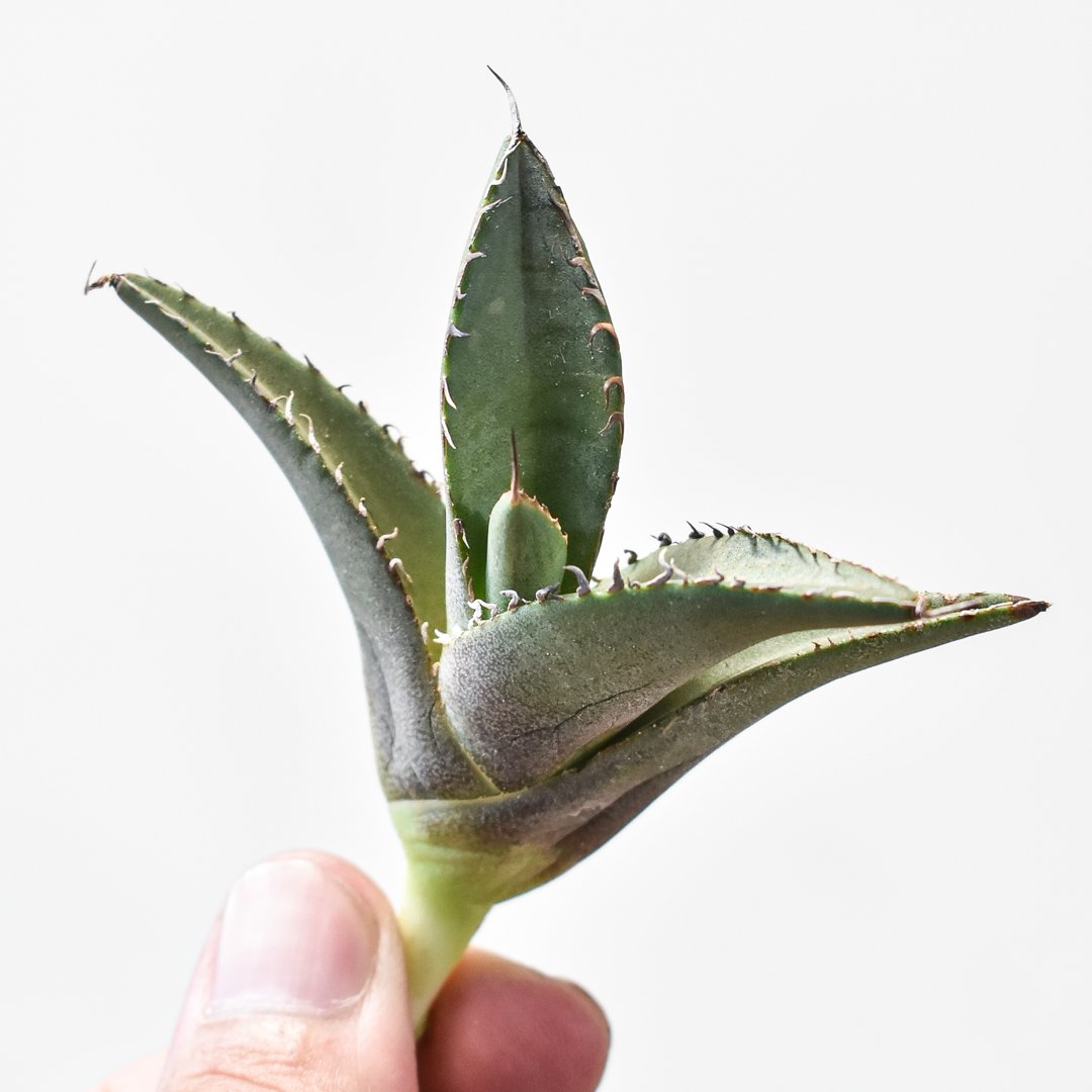 アガベ チタノタ 