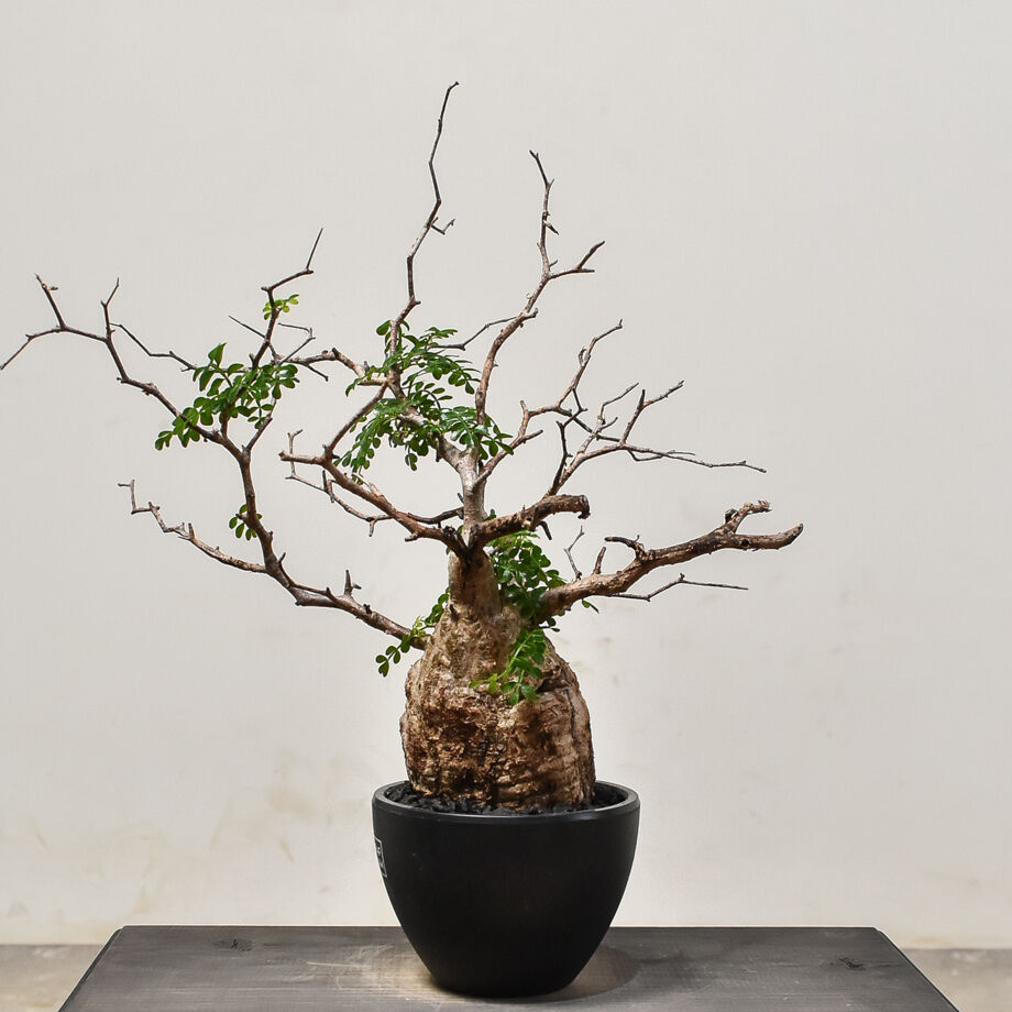 オペルクリカリア パキプス （発根済み）RF231574 | RAFLUM / ラフラム