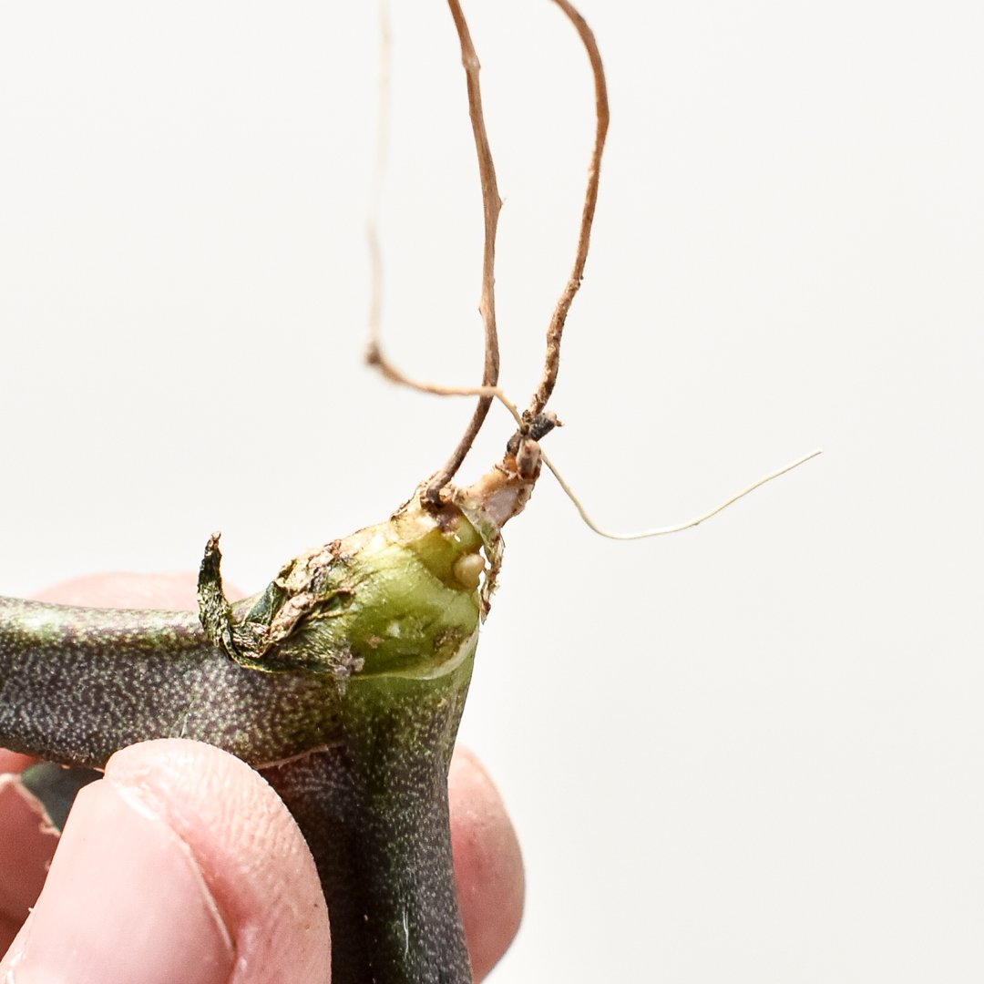 アガベ チタノタ 