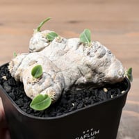 アデニア グロボーサ【塊根部が大きくゴツゴツした人気の優良株