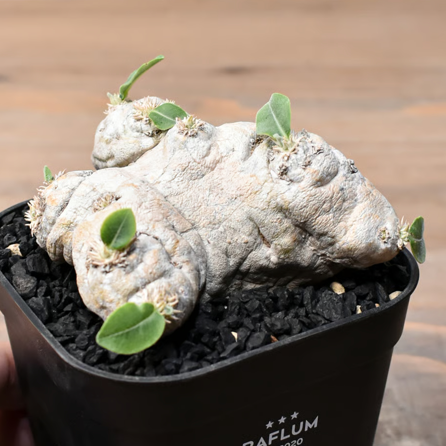 パキポディウム ブレビカウレ 