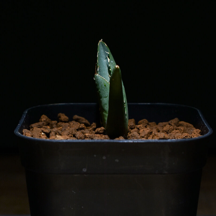 アガベ チタノタ FO222 (発根済み) RF221172 | RAFLUM / ラフラム｜