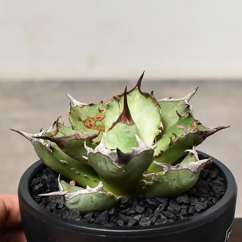 Agave titanota アガベ チタノタ 鳳凰 フェニックス 発根済