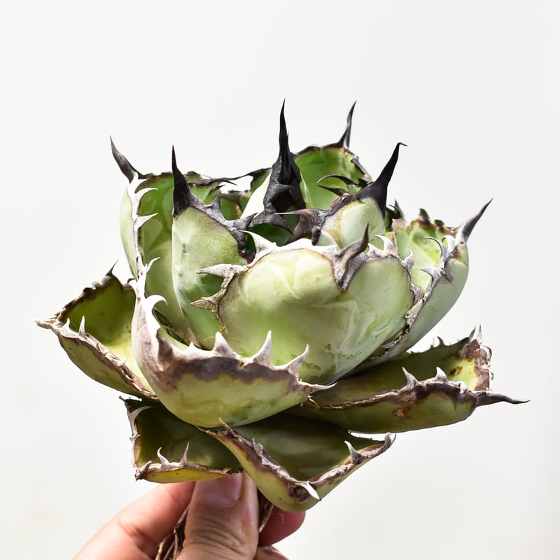 【360度ボール型】超選抜ブラックアンドブルー悪魔BB アガベ　チタノタ 360度ボール型】超選抜ブラックアンドブルー悪魔BB アガベ