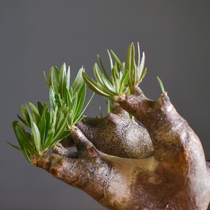 ケ*イ様 パキポディウム・イノピナツム　現地球　良型　発根済み　塊根植物　コーデ パキポディウム イノピナツム 【 現地球/発根済】B HK2402389(T