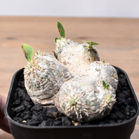 恵比寿笑い | STORES