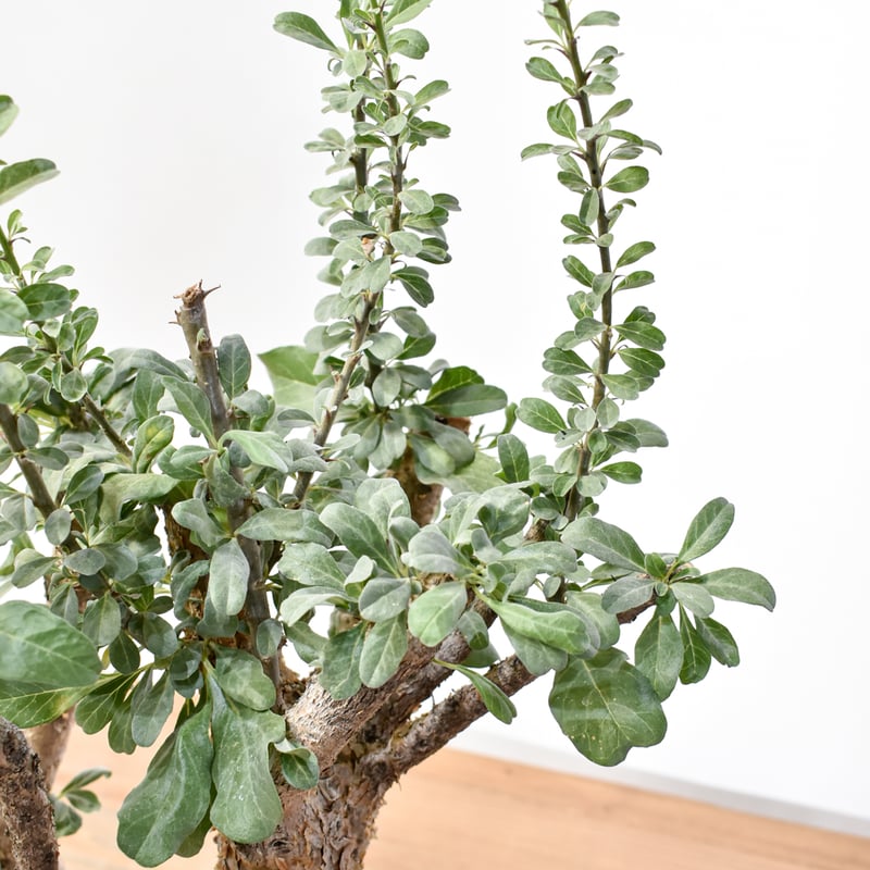 【現品】セサモタムナス ルガルディー　８号　大株　天狗のゴマすり　４T番 NEW!【現品・現物】セサモタムナス ルガルディー 8号大株