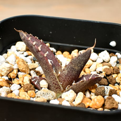 【RAFLUM育成株 5個セット】アガベ Mexico oteroi seeding / オテロイ実生 メキシコ産  【RAFLUM産/実生/子株】D3