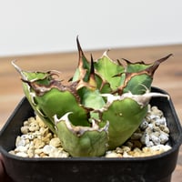 アガベ チタノタ "アングリーハート" 【発根済み/中株】 NI25010199