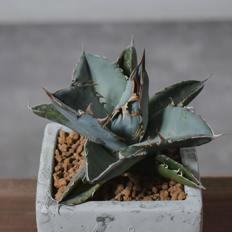 アガベ チタノタ ホワイト【白肌】RF22778 | RAFLUM / ラフラム｜東京