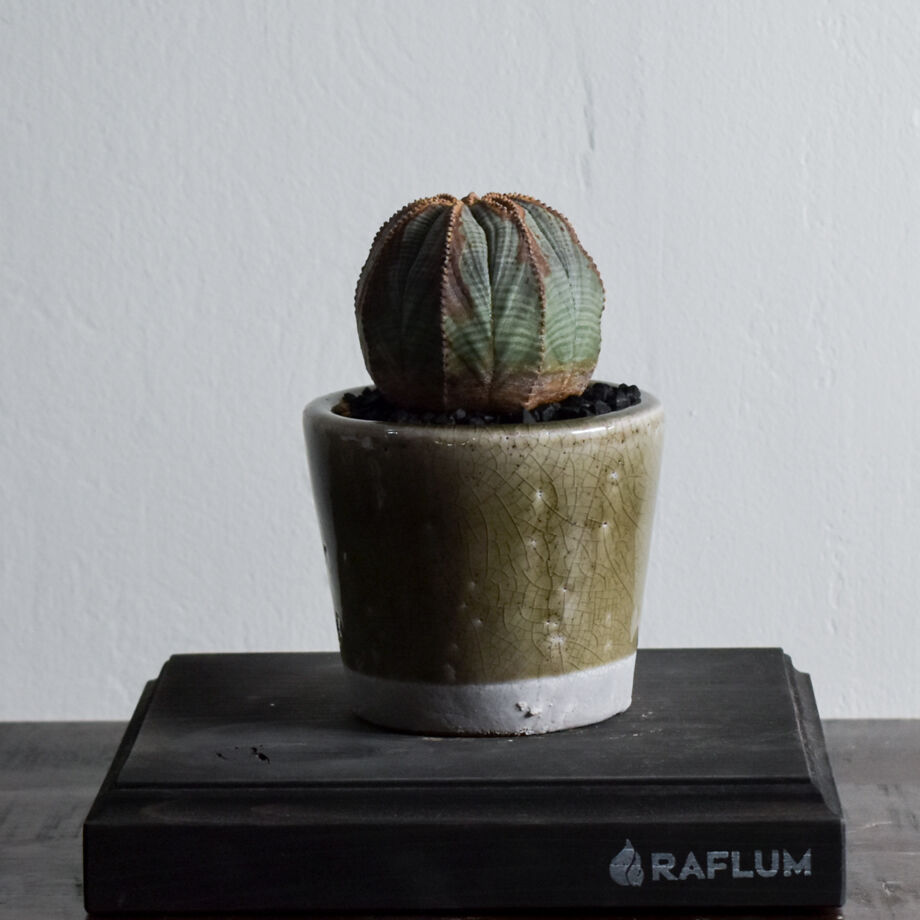 ユーフォルビア オベサ /オールド オベサ【根強い人気！！木質化の