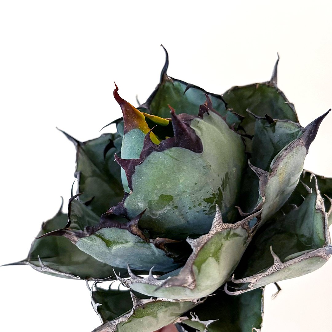 アガベ チタノタ ブラックアンドブルー 龍球會産 BB 大株 2️⃣ アガベ チタノタ ブラックアンドブルー Agave titanota Black