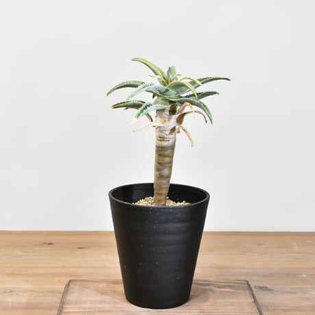 塊根植物・コーデックス banksy 水墨画と塊根植物。 めちゃめちゃ相性の良いプロジェクト
