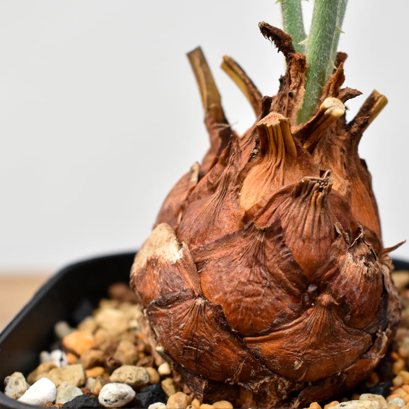 サイカス　カイルンシアナ　実生 サイカス カイルンシアナ 【実生】RF25011360 | RAFLUM