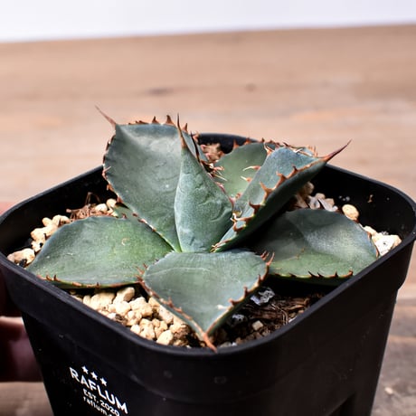 アガベ ハイブリット 曙光 ×（パラサナ、イシスメンシス）【台湾botanical_seeker産】F RF25011577