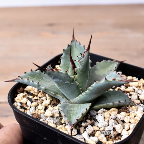 CATEGORY アガベ ハイブリット 曙光 ×（パラサナ、イシスメンシス