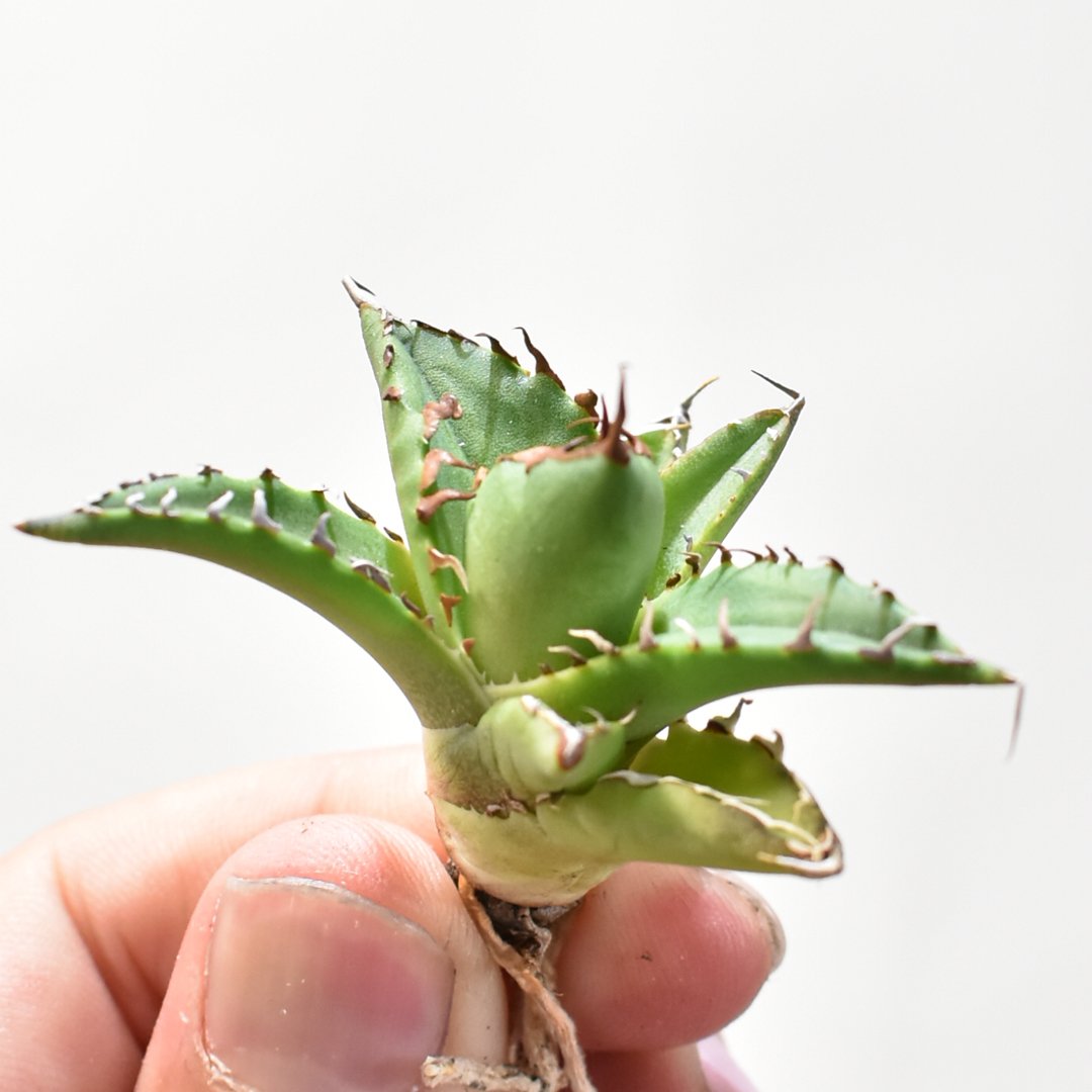 HAYA　アガベ　ホリダ　親1子2 HAYA様専用 アガベ ホリダ 親1子2