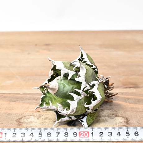 アガベ チタノタ "精品レッドキャットウィーズル" / 精品赤猫 , 精品紅猫  【台湾 dragon agave産/中株/抜き苗】A RF25011879