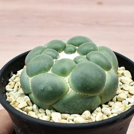 コリファンタ 刺無象牙丸 【カキ仔】RFHK-301