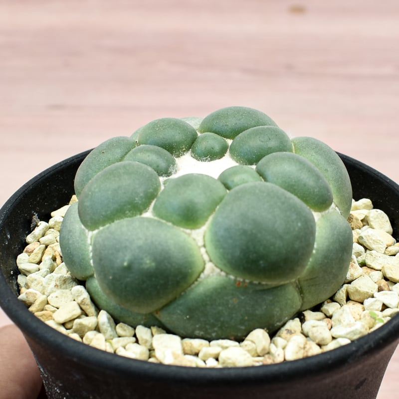 コリファンタ 刺無象牙丸 【カキ仔】RFHK-301 | RAFLUM / ラフラム