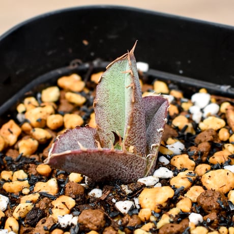 【RAFLUM育成株 5個セット】アガベ Mexico oteroi seeding / オテロイ実生 メキシコ産  【RAFLUM産/実生/子株】A2