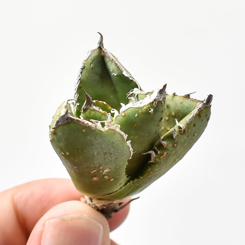 アガベ チタノタ 麻花龍 【台湾 berlin産/子株/抜き苗】G BE2402606(T)