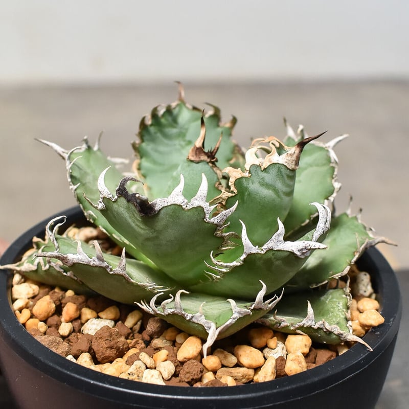 レア【送料込】親株　特大サイズ　フィリグリー　アガベ　チタノタ　圓葉拇指 アガベ・チタノタ 圓葉拇指/フィリグリー(芽)014｜agave titanota filig