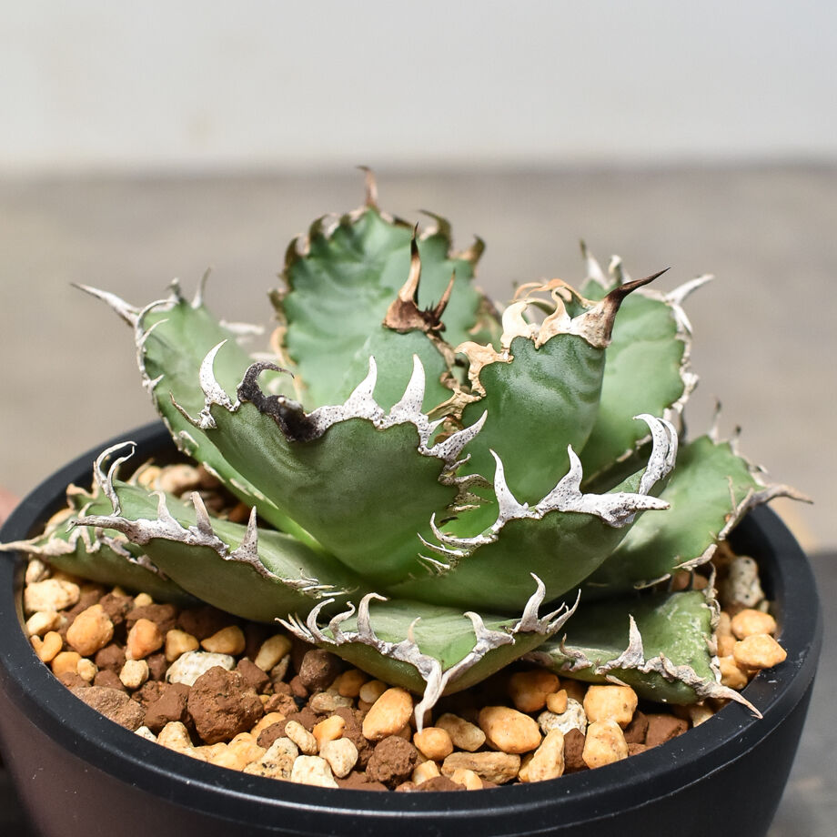 アガベ　チタノタ　フィリグリー台湾株　陽炎タイプ アガベ チタノタ フィリグリー