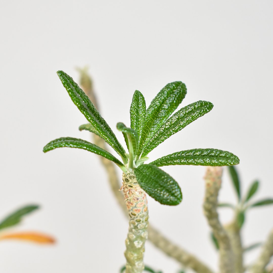 ドルステニア ギガス【実生】A | RAFLUM / ラフラム｜東京、大阪