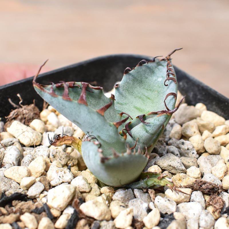 アガベ Dennis hybrid 厳龍(026) × 屈原 Eタイプ 【台湾DENNIS産/