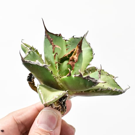 【REZA産】ZEUS PLANTSイラン産 アガベ ノヴァNOVA 超美形 REZA産【匿名配送】① イラン株 特選株 希少 アガベ Nova ノヴァ 天芽 3000