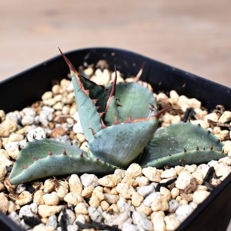 アガベ ハイブリット 曙光 ×（パラサナ、イシスメンシス）【台湾botanical_seeker産】B RF25011573