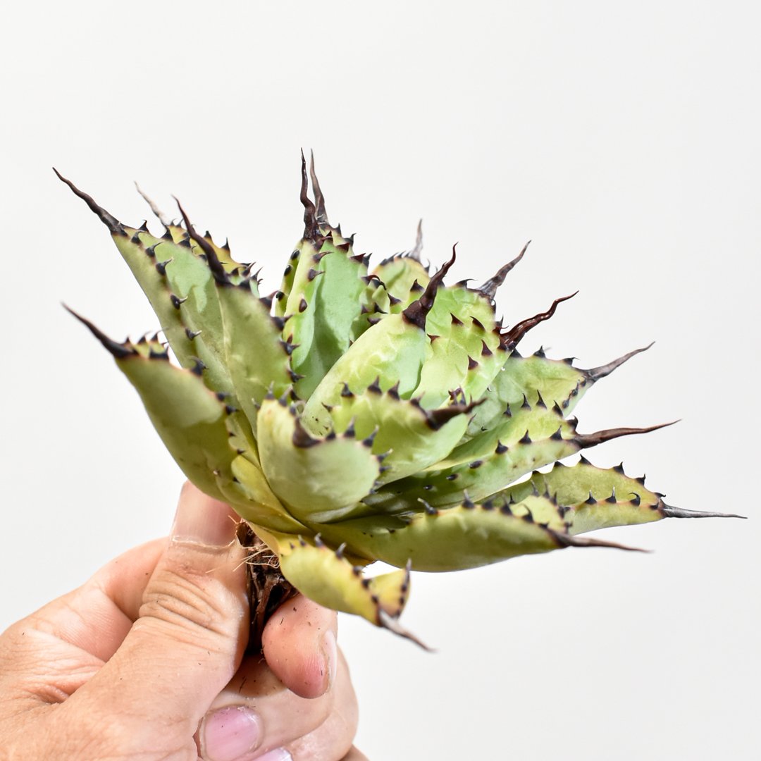 アガベ　ハイブリッド　マクロアカンサ×ブラッドスポット　　血雨雷神　抜苗 アガベ ハイブリッド マクロアカンサ×ブラッドスポット 血雨雷神 抜苗