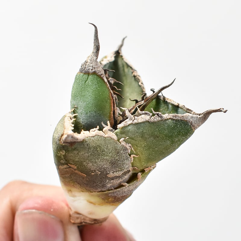 レア品種】アガベ チタノタ 