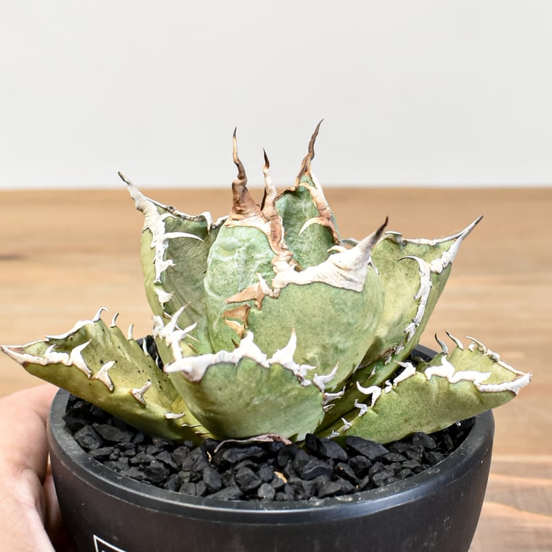 アガベ チタノタ ソーラーエクリプス 