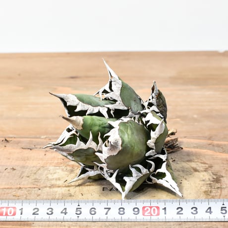 アガベ チタノタ "精品レッドキャットウィーズル" / 精品赤猫 , 精品紅猫  【台湾 dragon agave産/中株/抜き苗】C64