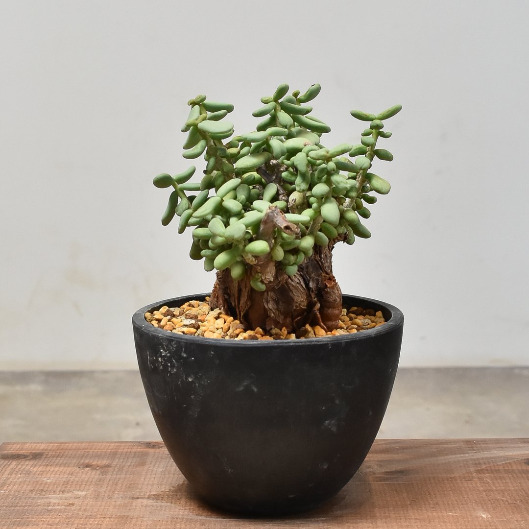 S級極太株❗粒葉❗特選ケラリアピグマエア S級極太株❗粒葉❗特選ケラリアピグマエア