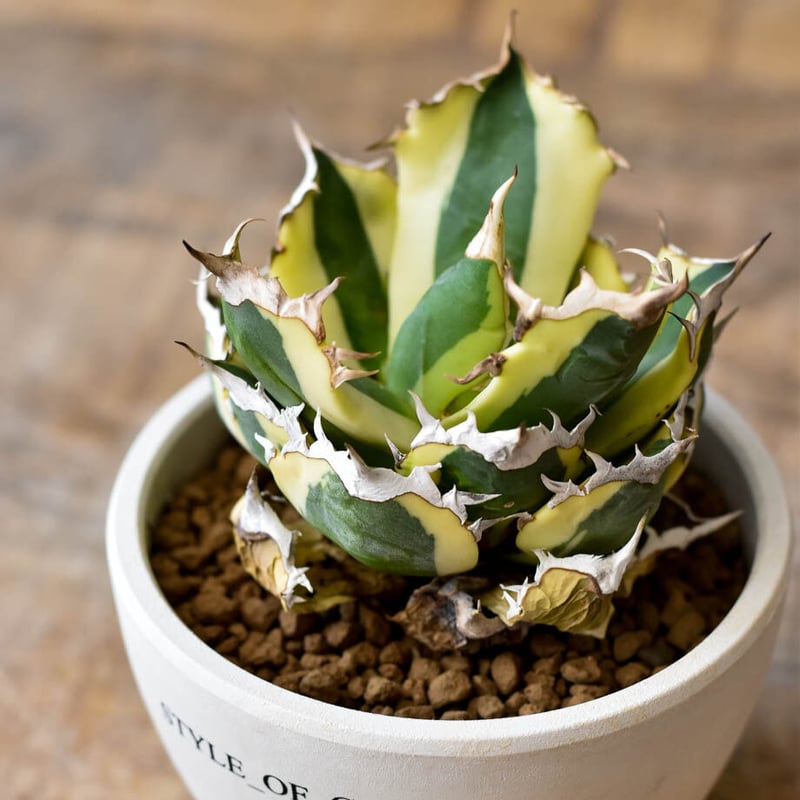 アガベ スナグルトゥース　中株 アガベ チタノタ スナグルトゥース 