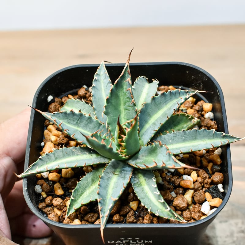 アガベ ハイブリット 