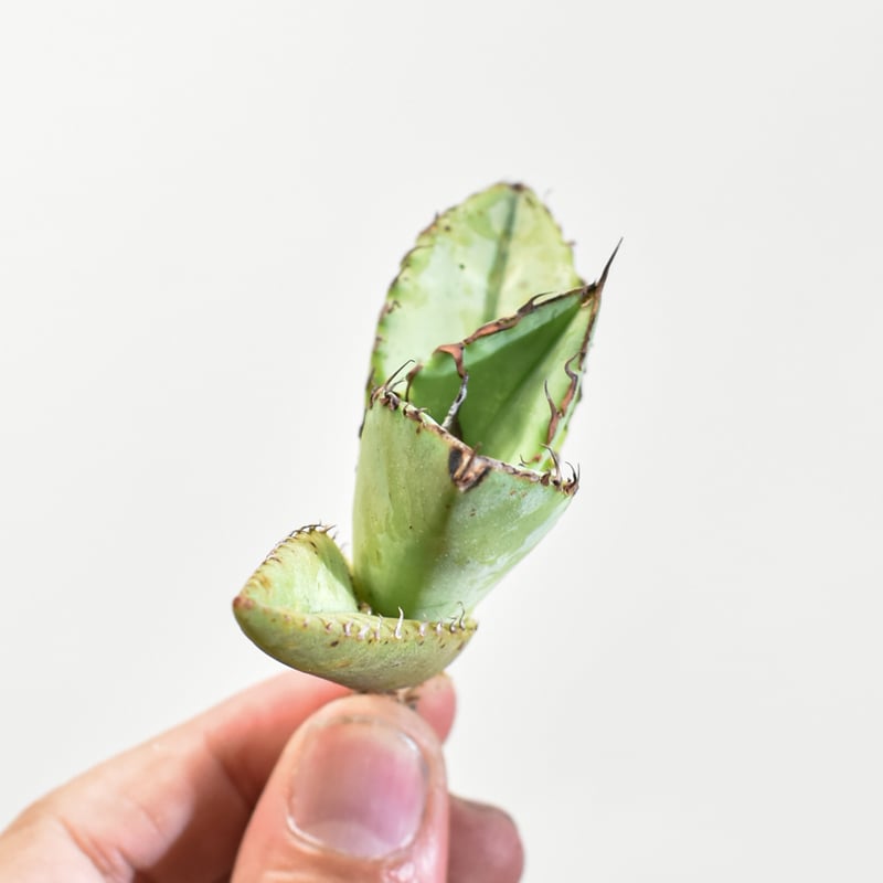 アガベ チタノタ 歐若拉 / 