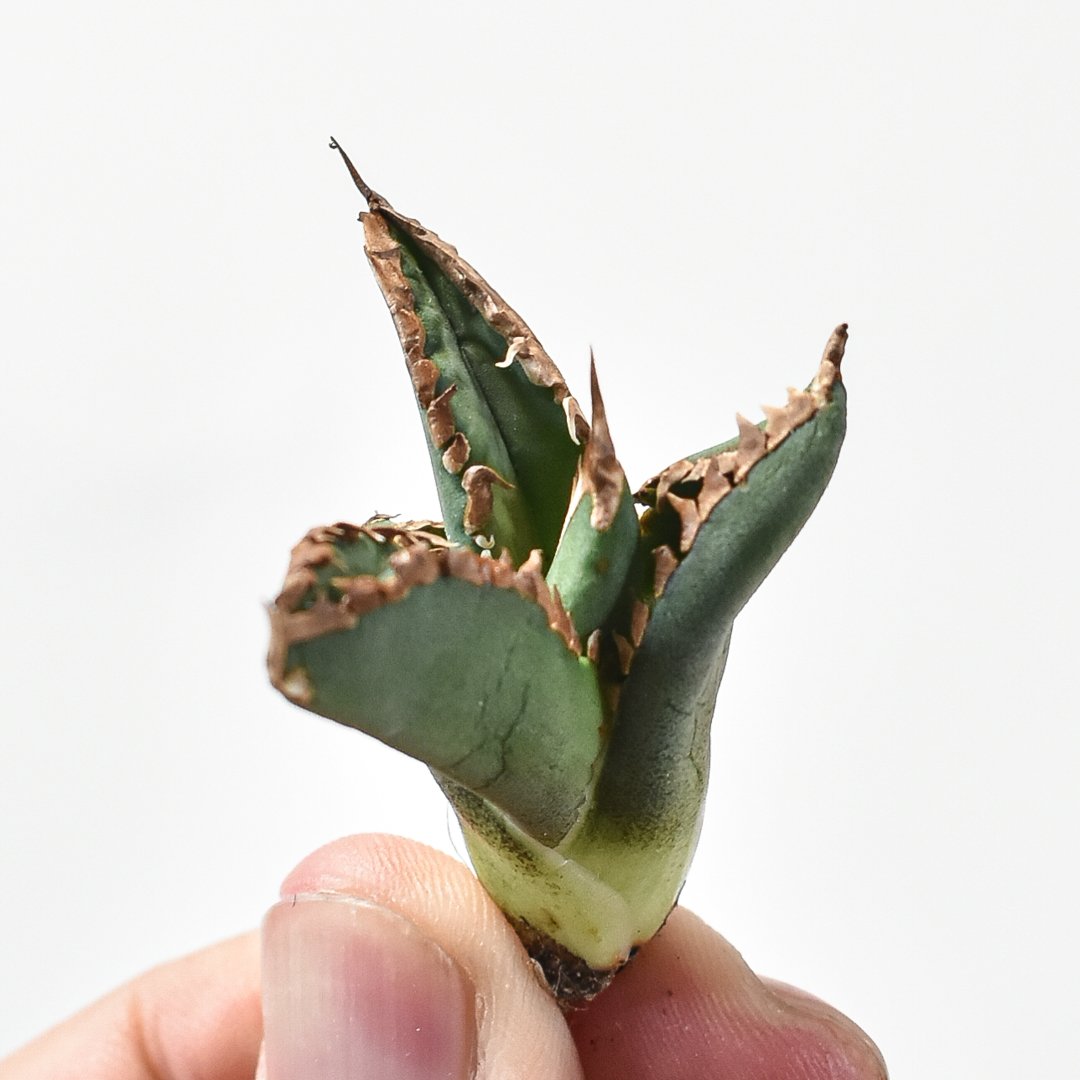 アガベ チタノタ  